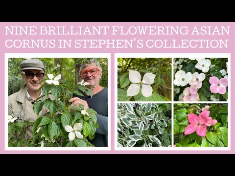 Video: Cornus Capitata-informatie: leer over het kweken van groenblijvende kornoelje