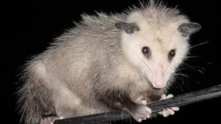 possum with 3 cats eating french fries on porch