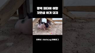 🇹🇭파타야 여행 🏝️ 아기 돼지가 사는 숙소 🐷🩷 #방콕여행 #파타야여행