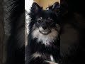 Mandu the #pomeranian #puppy is watching you. #dog #doglover #dogshorts #pomeranianpuppy #military