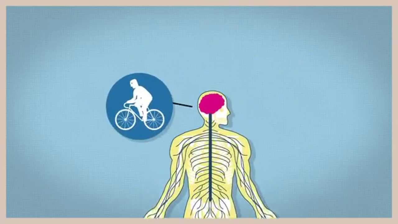 What is a neural stem cell? Narrated by Dr. Sam Weiss