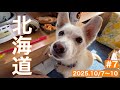 【63歳ワンコと北海道#7】気の赴くまま自由に旅を続ける私とハナ