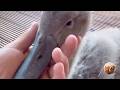 Abandoned Egg… Then the Sweetest Surprise Happened 🥹🐣 | Tails_h2me