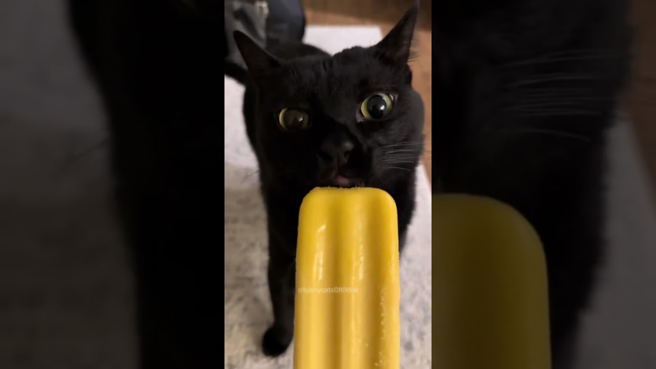Black cat day pt. 2 #blackcats - YouTube