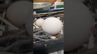 giving my pigeon a chicken egg