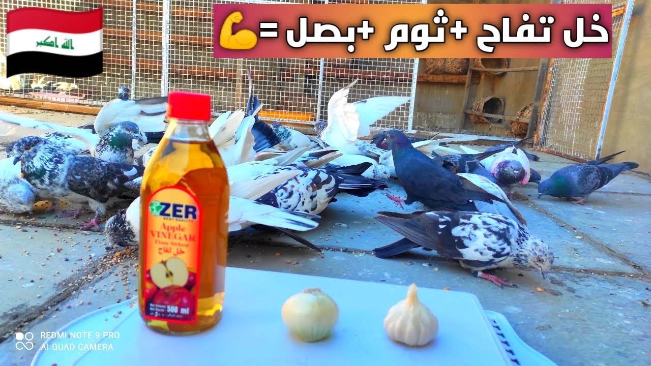 مافائدة خل التفاح للطيور
