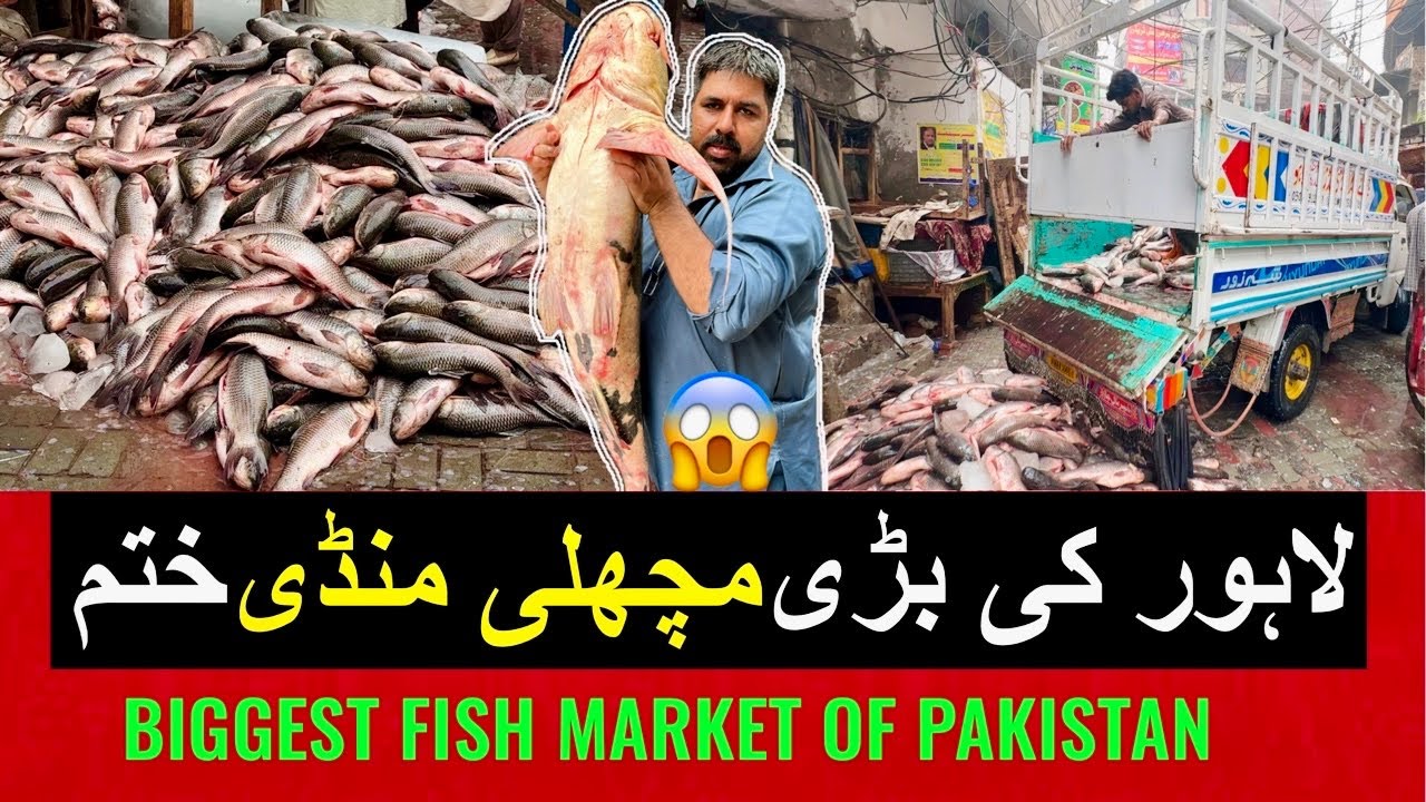 LAHORE KI SABSE BARI AUR SASTI FISH MARKET KHATAM😱LAKHO KA NUKSAN HOGYA 🙏🏻MACHLI MANDI LAHORE 2024