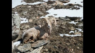 Ruby Mountain sheep