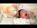 弟が大好きなラブラドールに癒される♡
