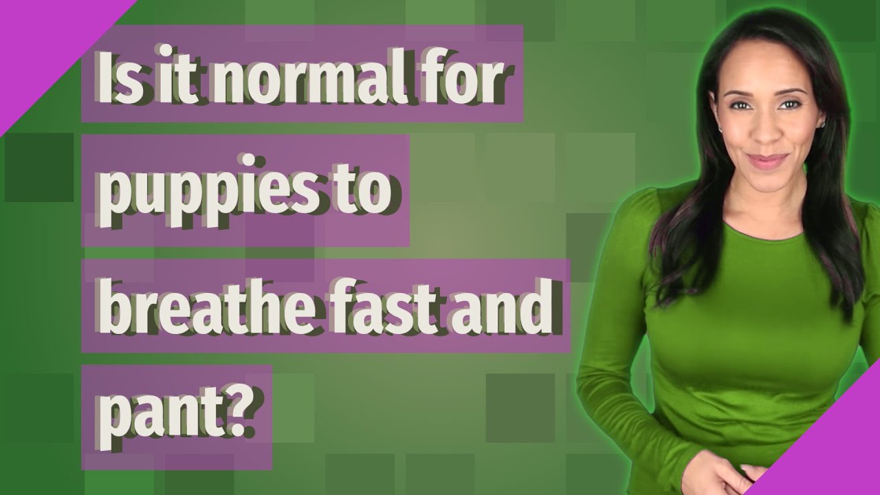 Is it normal for puppies to breathe fast and pant? YouTube