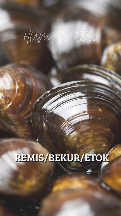 Rahasia Kerang Remis Sungai Aman, Bergizi, dan Penuh Manfaat!#viral#food#funfact#remis#etok#bolang