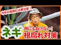 【ネギ栽培】今年の長雨に要注意！根腐れを防ぐ対策を解説【シェア畑】【農園ライフ】
