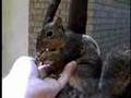 Scratch  pet a squirrel
