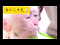 赤ちゃん猿、ミルク飲むのに必死w【鼻から出た】