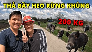 Vương Phạm Thả Bầy Heo Rừng Khủng Về Rừng Và Cái Kết