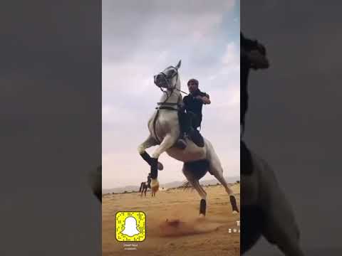 مربط الجبلين الجبلين فرسان شمر خيل اسطبلات خياله
