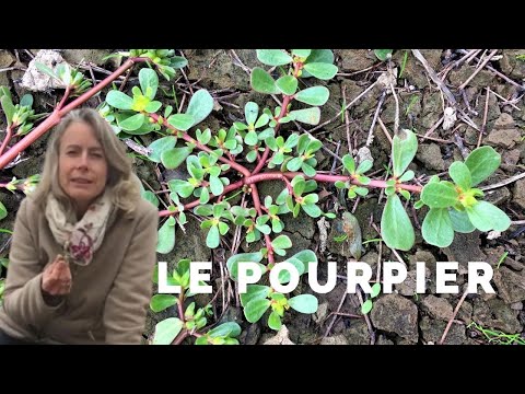 Vidéo: Fleurs Et Plantes Comestibles Du Mexique Et Comment Les Préparer