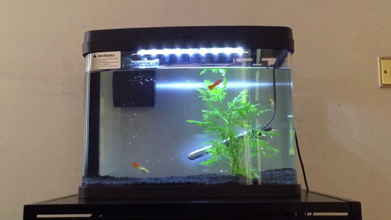 Perfect Guppy fish tank setup YouTube