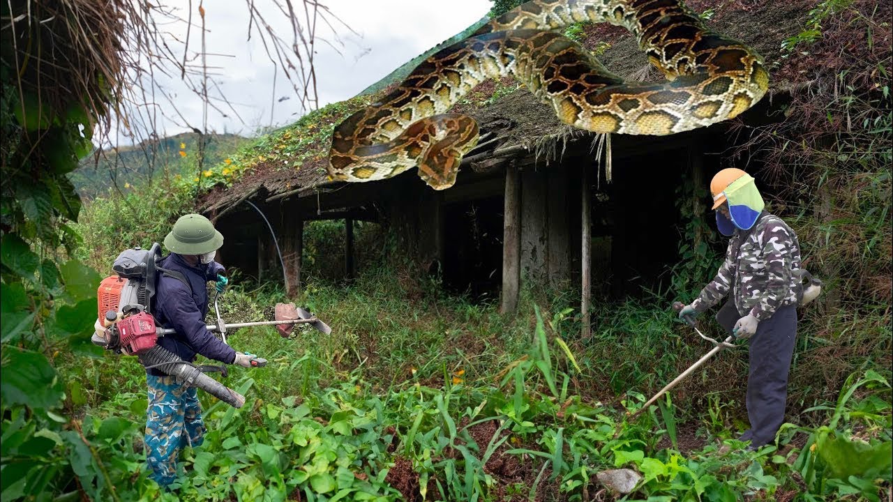 hungry python stalking its prey - shocked to watch the video again ...