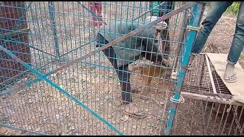 How To Trap Monkeys | Man Traps And Catches Many Monkeys Monkey Trap Skill