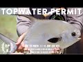 Fly fishing for permit on topwater fishing mexican beaches on a day that ends in mayhem  ep 8 of7