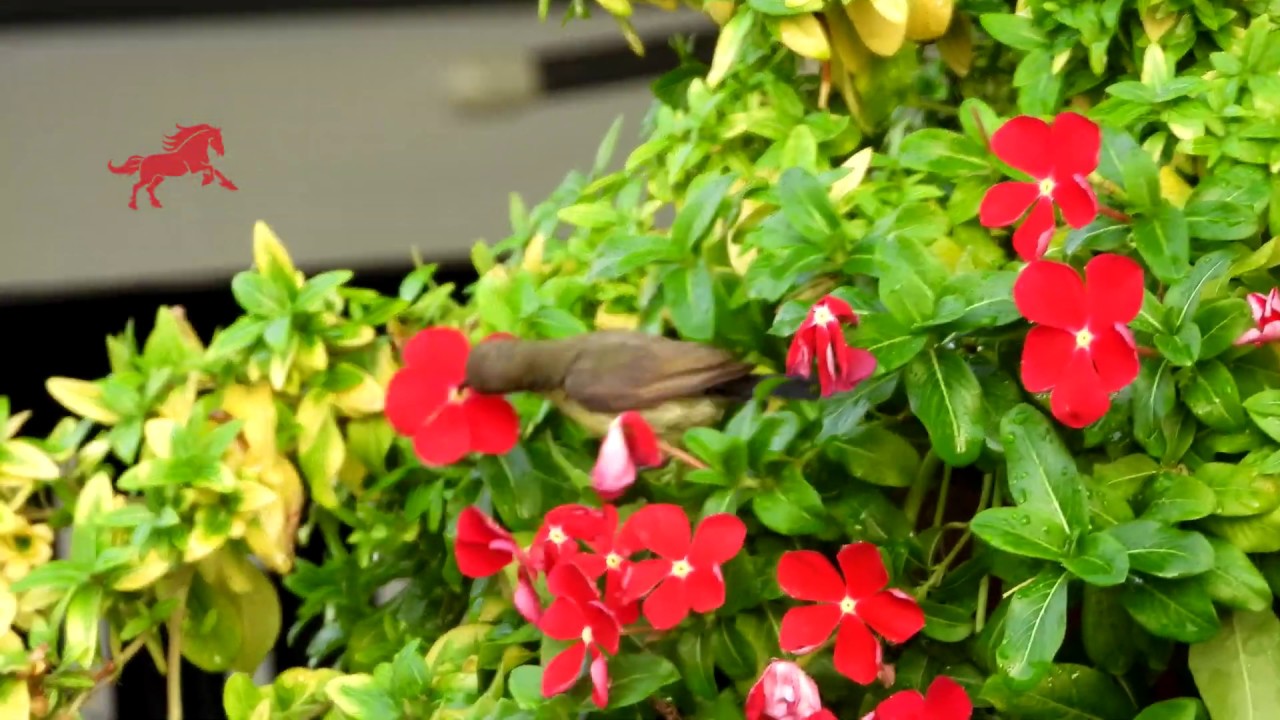 นกกินปลีอกเหลือง (Olive-backed Sunbird) 24-1-2020 E2 
