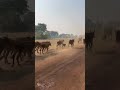 Run Run #cow #cattleworld #animals #bullfarm #farming #cattle #shortvideo #คนเลี้ยงวัว #agriculture