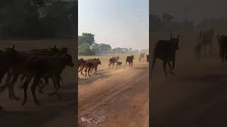 Run Run #cow #cattleworld #animals #bullfarm #farming #cattle #shortvideo #คนเลี้ยงวัว #agriculture