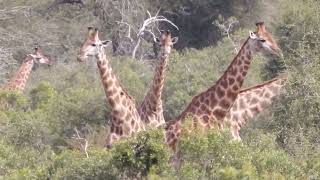 Gorgeous Giraffes