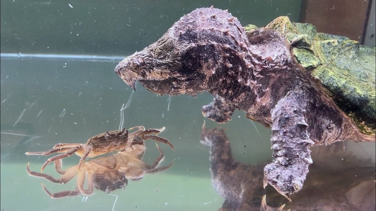 If you drop a living crab in front of an alligator snapping turtle