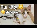 Missing Cat || Pet Cat || Teensworld