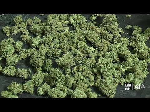 A look inside MO medical marijuana growing facility, testing lab