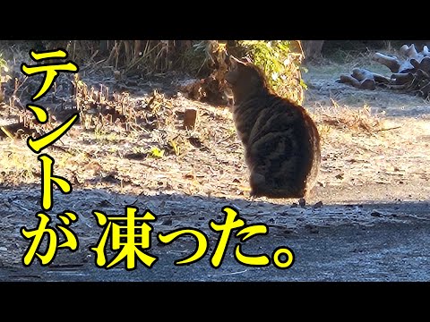 【ソロキャンプ】ぬくぬくテントで冷え冷えジャックソーダが最高