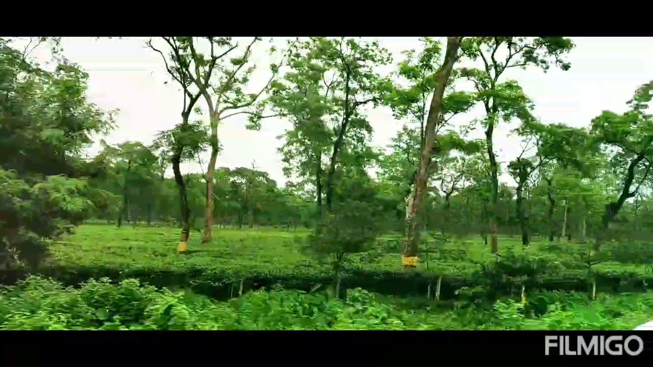 MONABARI TAE GARDEN IS BIGGEST TEA GARDEN IN THE ASIA YouTube monabari-tae-garden-is-biggest-tea-garden-in-the-asia-youtube