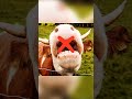 Cows do not have upper teeth? 🤔🤯 #facts #shorts #amazingfacts