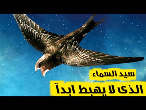 طائر السمامة سيد السماء الذي لا يهبط أبدا أسرار مملكة الحيوانات