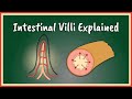 The intestinal villi explained  absorption