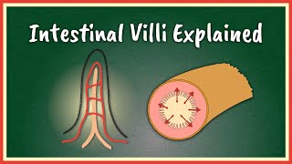 The Intestinal Villi Explained || Absorption