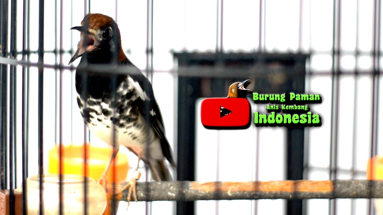 ANIS KEMBANG CEPAT MERESPON  DENGAN PANCINGAN ANIS KEMBANG INI #aniskembang