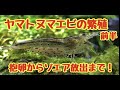 ヤマトヌマエビの繁殖【抱卵からゾエア放出まで】