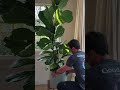 Fiddle leaf fig growth