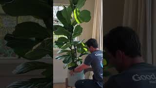 FIDDLE LEAF FIG GROWTH