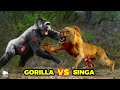 Mari kita bandingkan kekuatan gorilla vs singa siapakah raja hutan