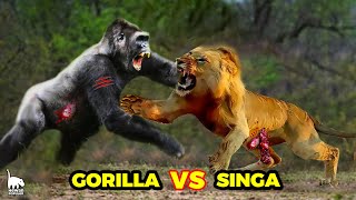 Mari Kita Bandingkan Kekuatan Gorilla Vs Singa SiapaKah Raja Hutan.?