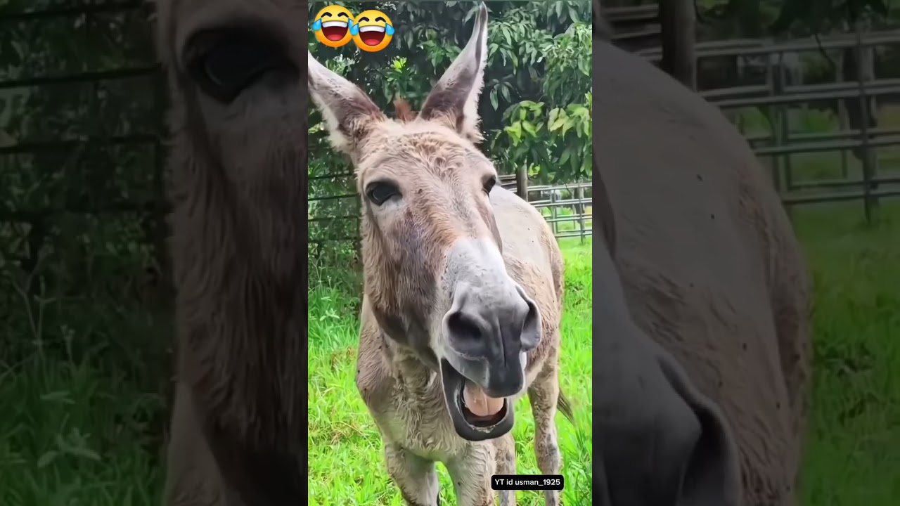 Please don't cry 🤣😂 