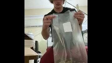 Transferring grain to mushroom grow bag with MoFo