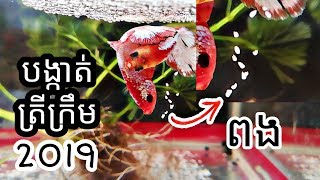 បង្កាត់​ត្រីក្រឹម Fancy Copper Ep.1 | 2019 Betta breeding project | เพาะพันธุ์​ปลากัดสวยงาม