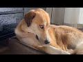 Don&#39;t try to mess with these dog - Funny Dog Videos 2023