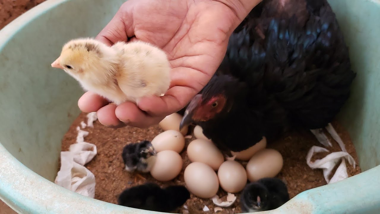 Baby hatching/Chicken hatching eggs chick/mother chicken chick - YouTube