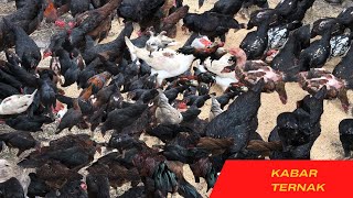 TERBARU !! PEMBERIAN PAKAN AYAM BERNUTRISI TINGGI part.136